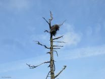 I don't know what this nest is for, but could it be an eagle? I saw some occasionally