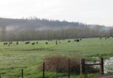 More cows